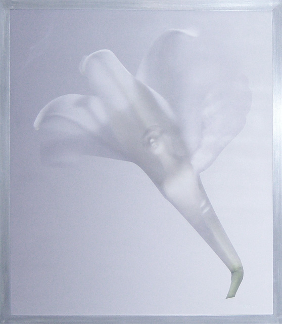 Winged Woman in White Lily